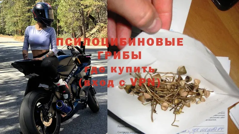 Псилоцибиновые грибы Psilocybine cubensis  Донецк 